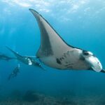 Snorkeling Manta Point